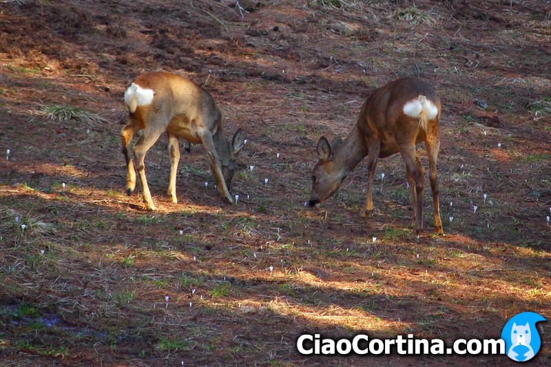Two roe deer photographed above the Cristallo Hotel