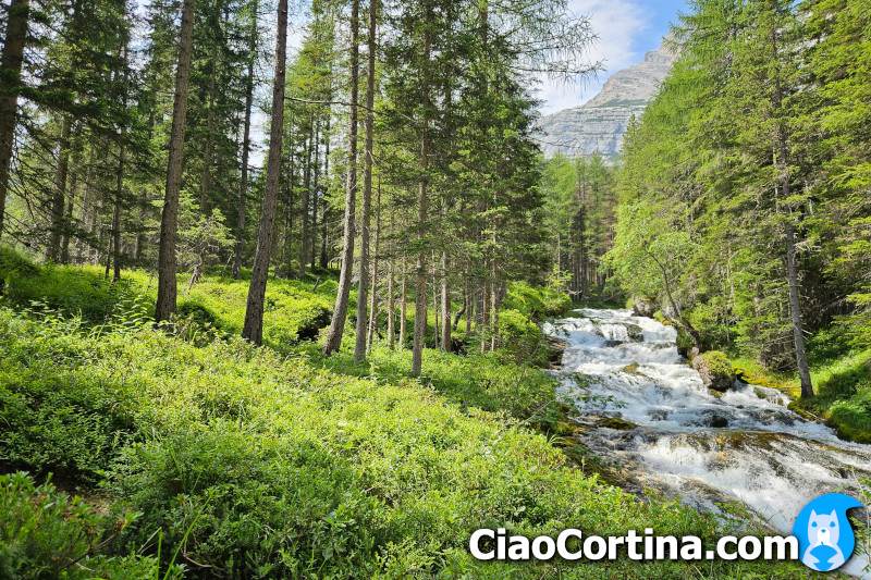 Il piacevole sentiero nel bosco