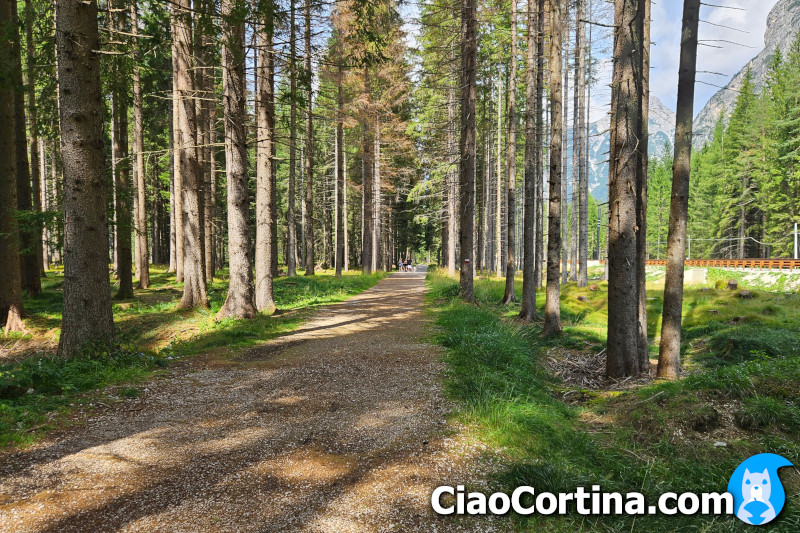 La strada che attraversa il bosco dell'Impero