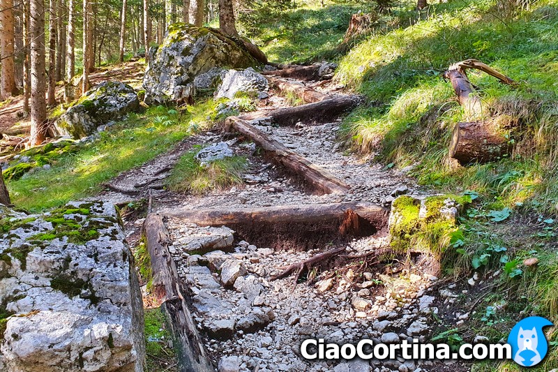 Forest trail in the direction of Ra Stua, hike to Cortina