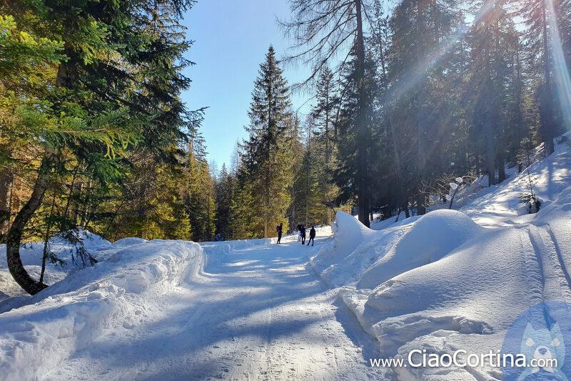 Ascent along the road of Malga Federa