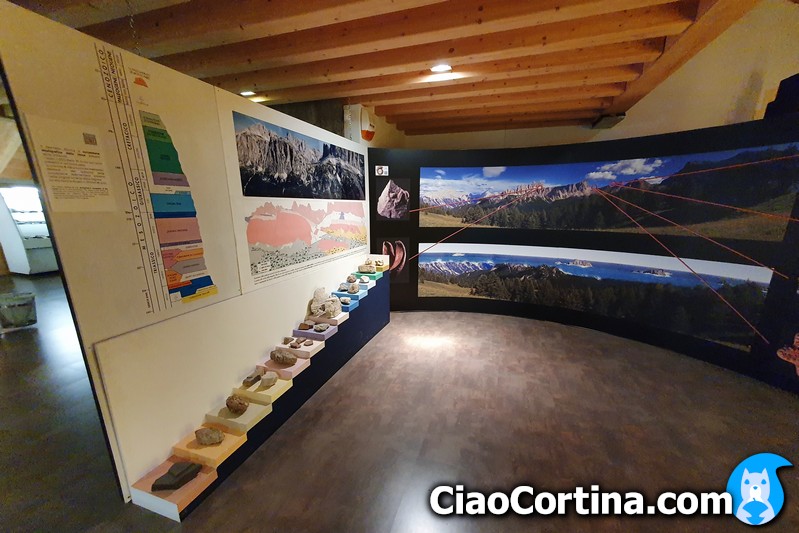 Esposizione al Museo paleontologico Rinaldo Zardini di Cortina d'Ampezzo